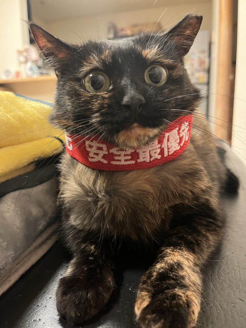 写真展「みんなに猫を処方します」