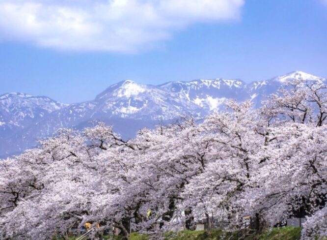 【4/11・12】弁天桜まつり（ライトアップ期間は4/5～12）｜弁天桜並木