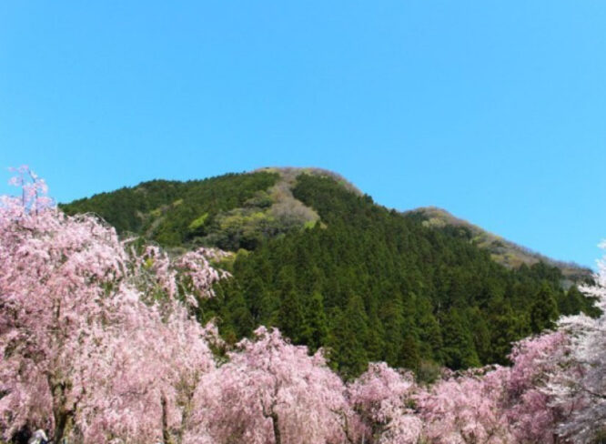 【4/４～4/18】竹田の里しだれ桜まつり