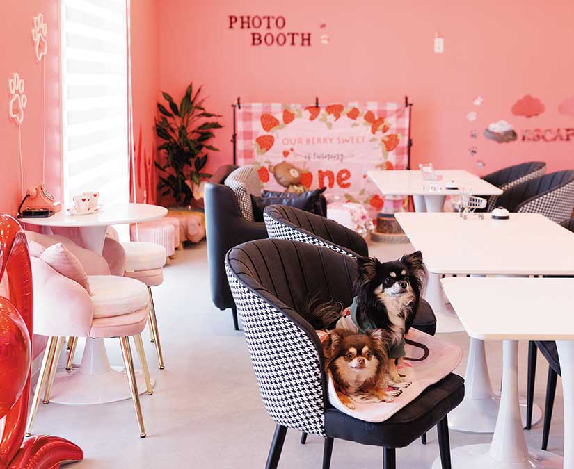 わんちゃんと楽しむ、カフェの時間。│RS Cafe+Dog