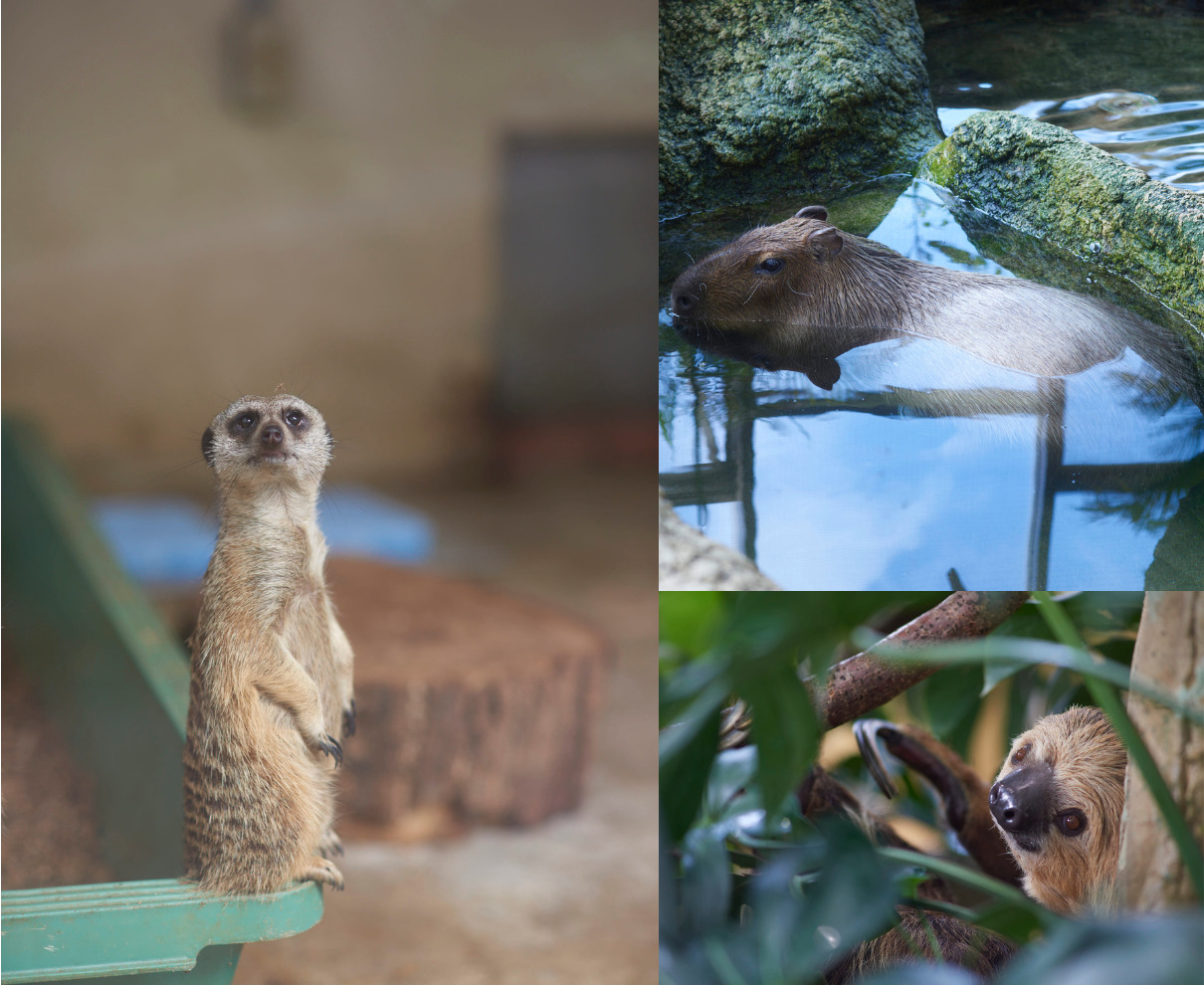 【6/6・7】動物と仲良くなる2日間！「初夏の動物園まつりスペシャル2days」 ｜足羽山公園遊園地