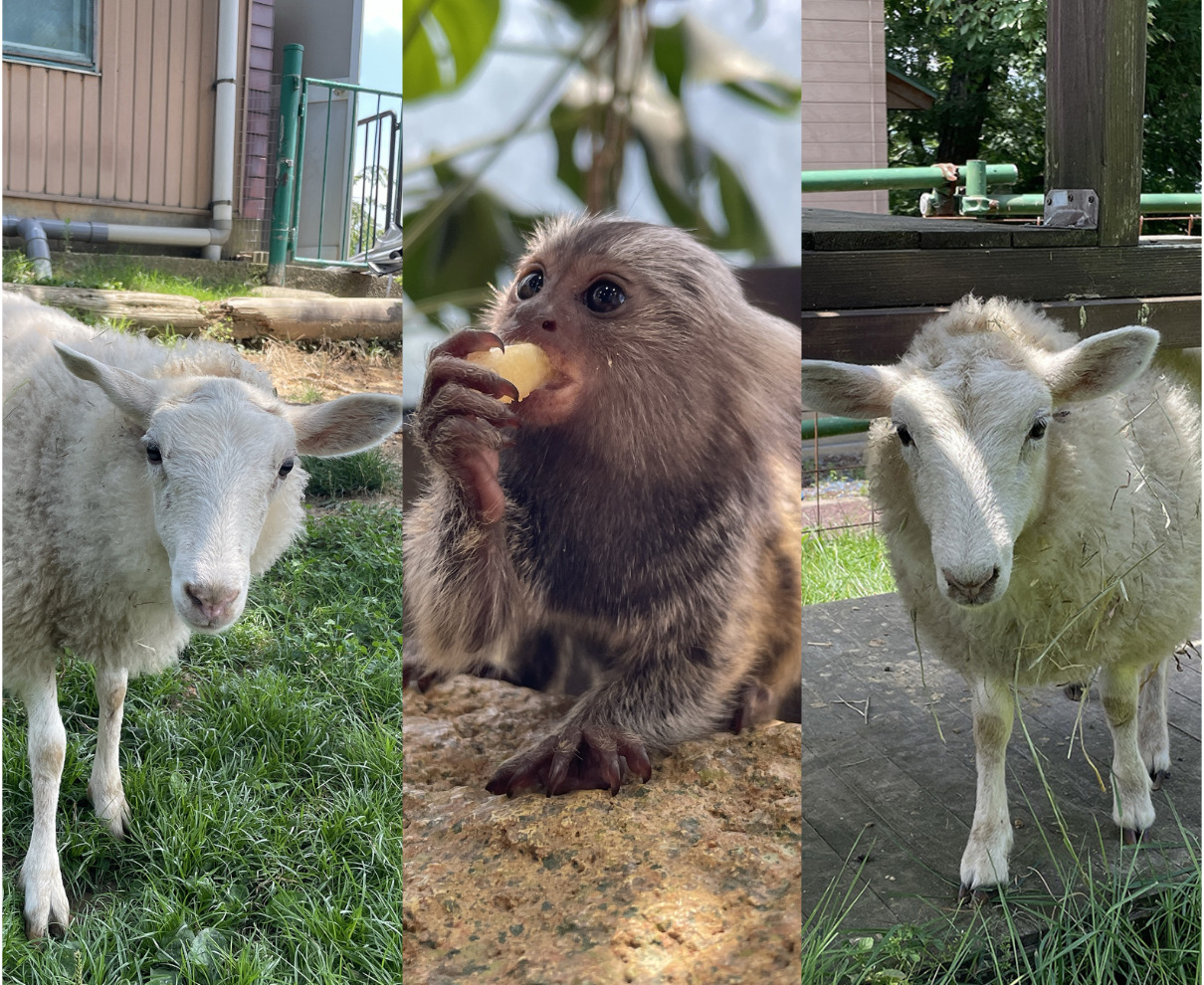赤ちゃんコモンマーモセット＆仔ヒツジがすくすく成長中！夏休みは足羽山公園遊園地へ行こう！