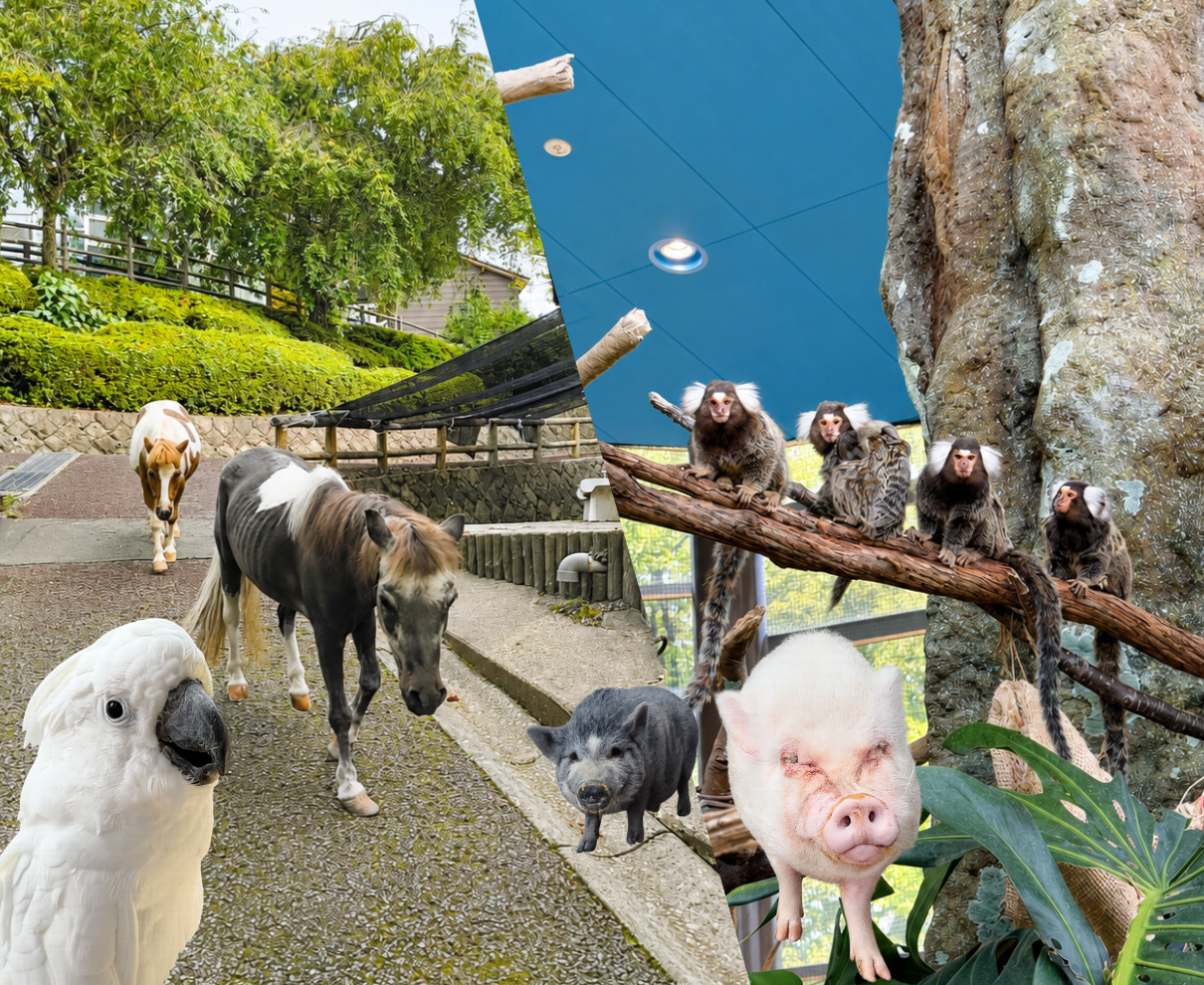 【8/9】朝の動物たちは何をしているの？「おはようどうぶつえん」へ行こう！｜足羽山公園遊園地